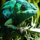 Illustration for article titled 11 Species of Chameleon Masqueraded as One